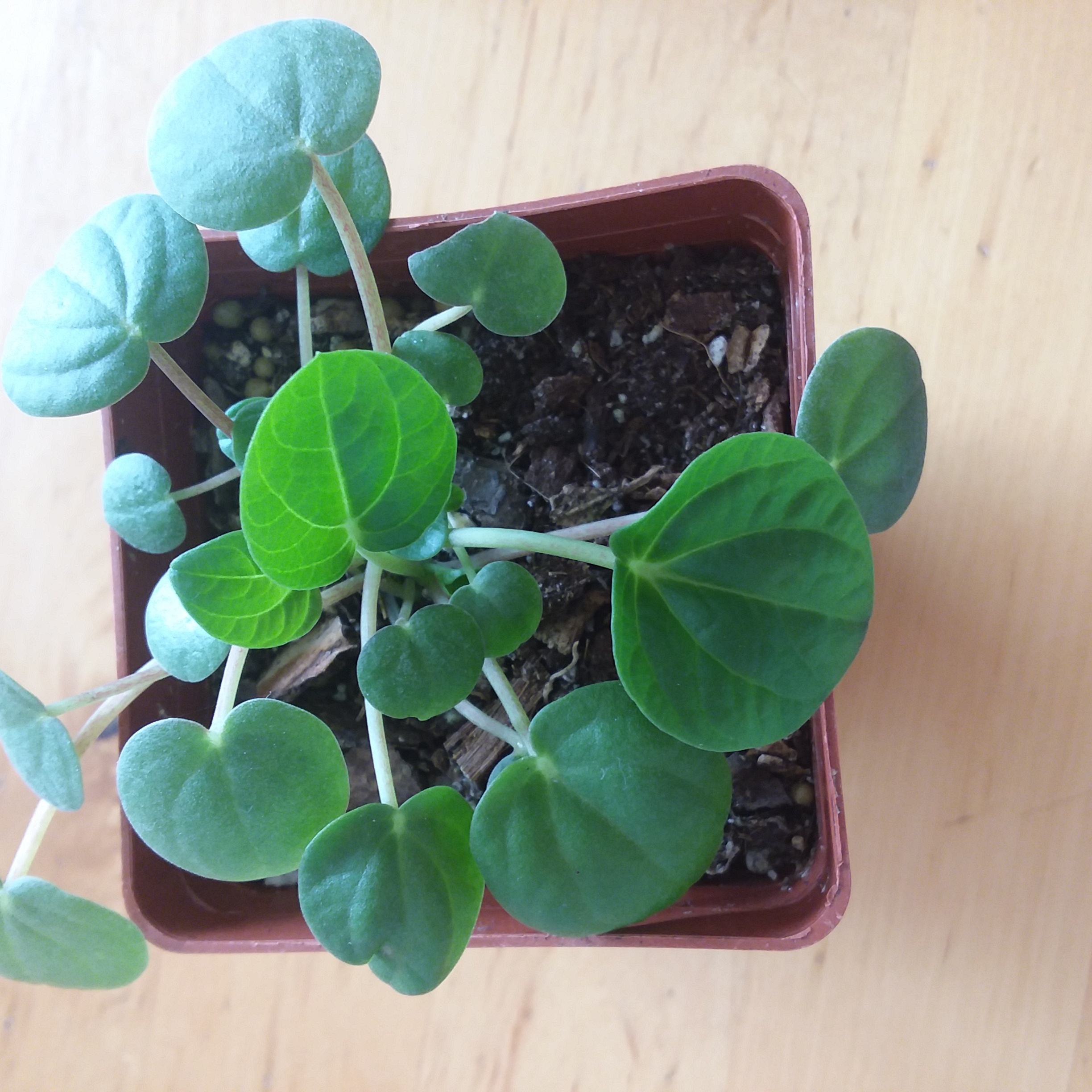 Healthy Rana Verde Peperomia plant in a small pot with green leaves.
