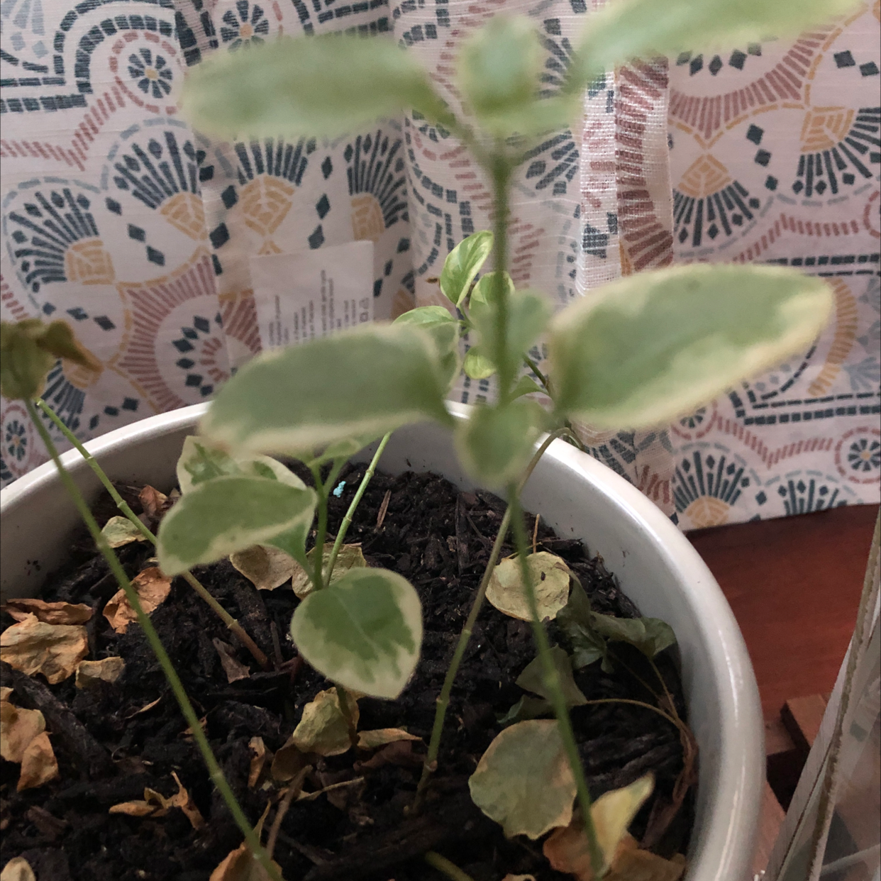 A Greater Periwinkle plant in a white pot, with some yellowing lower leaves, against a patterned background.