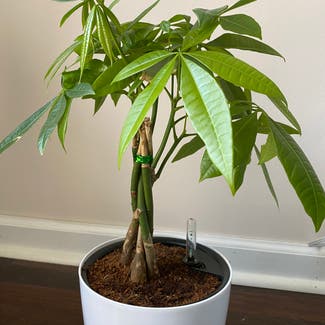 Money Tree plant in Highland Park, New Jersey