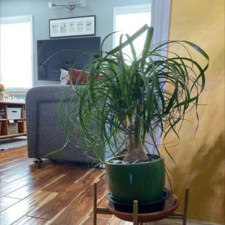 Ponytail Palm plant in Bergenfield, New Jersey