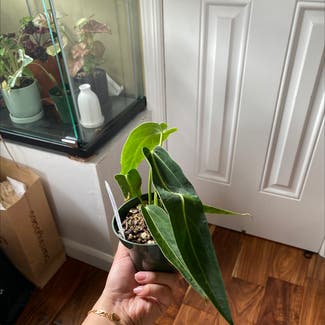 Anthurium warocqueanum plant in Bergenfield, New Jersey