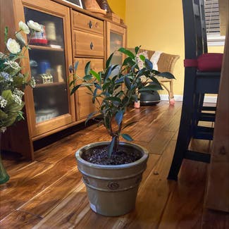 Ficus Ginseng plant in Bergenfield, New Jersey