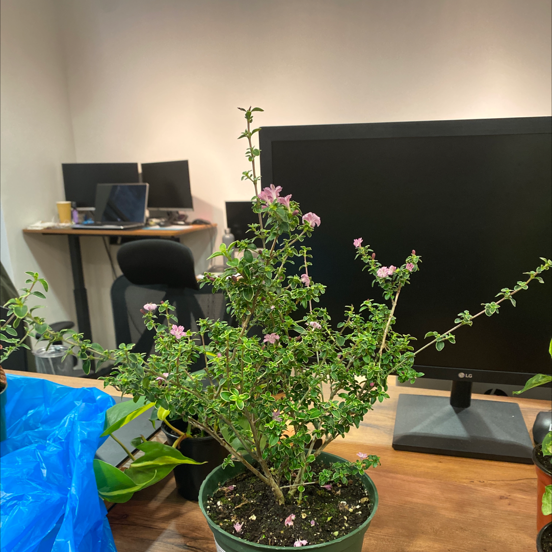 Potted Snowrose plant with small pink flowers on a desk with computer monitors in the background.