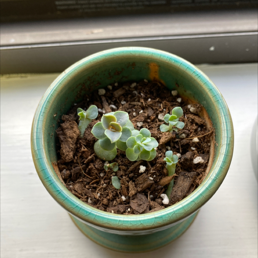 Potted Echeveria 'Perle von Nurnberg' with multiple rosettes in a ceramic pot.
