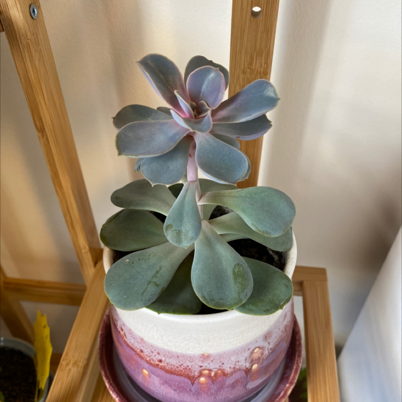 Potted Echeveria 'Perle von Nurnberg' succulent on a wooden shelf.