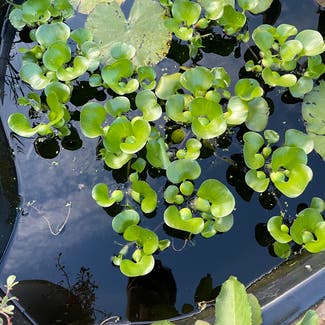 Common water-hyacinth plant in Somewhere on Earth