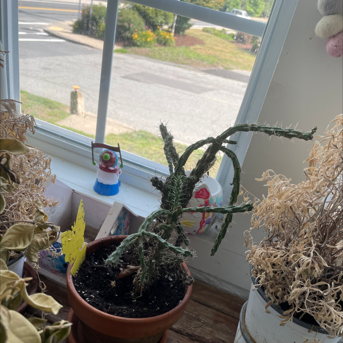 Prickles