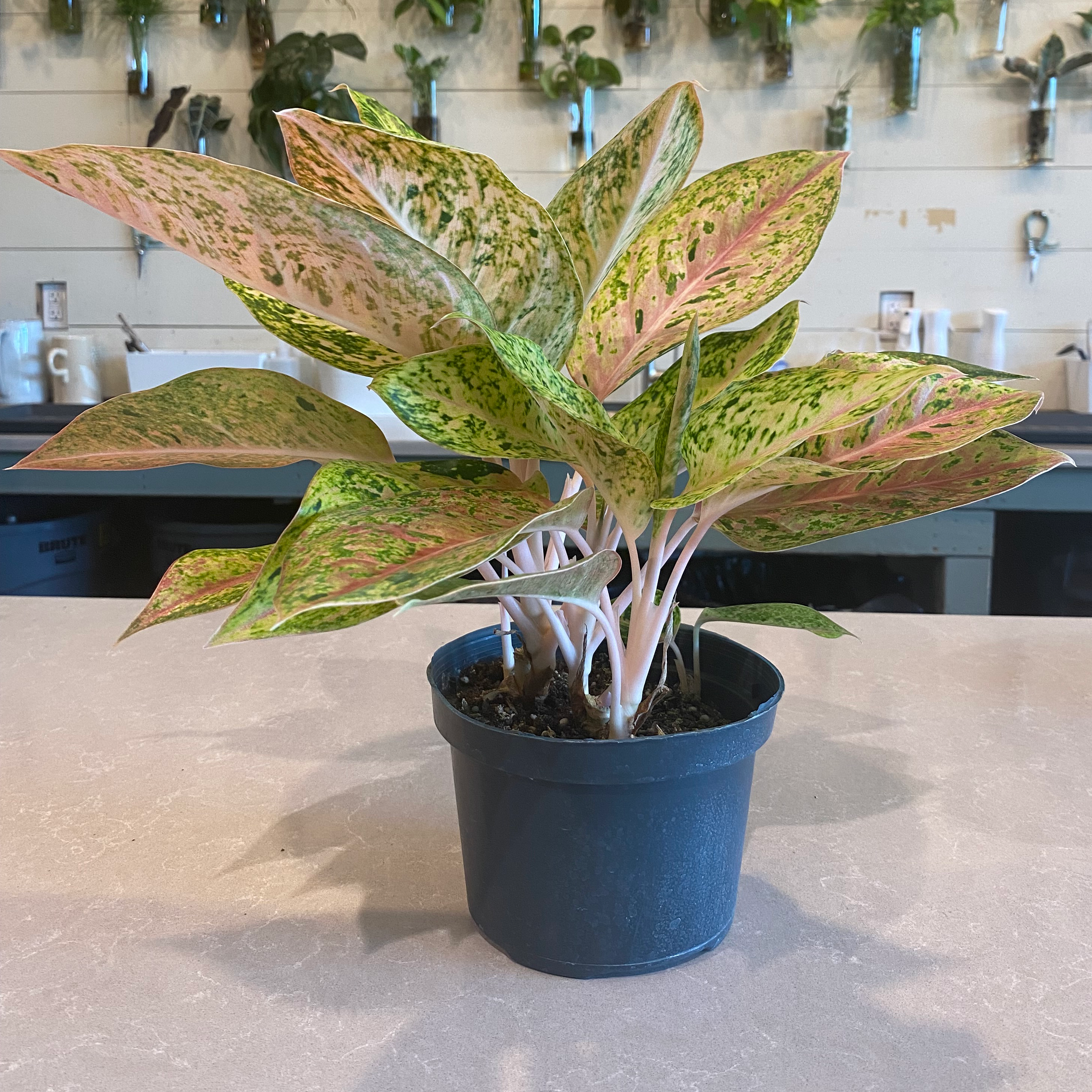 Potted Aglaonema 'Sparkling Sarah' plant with variegated leaves on a table.