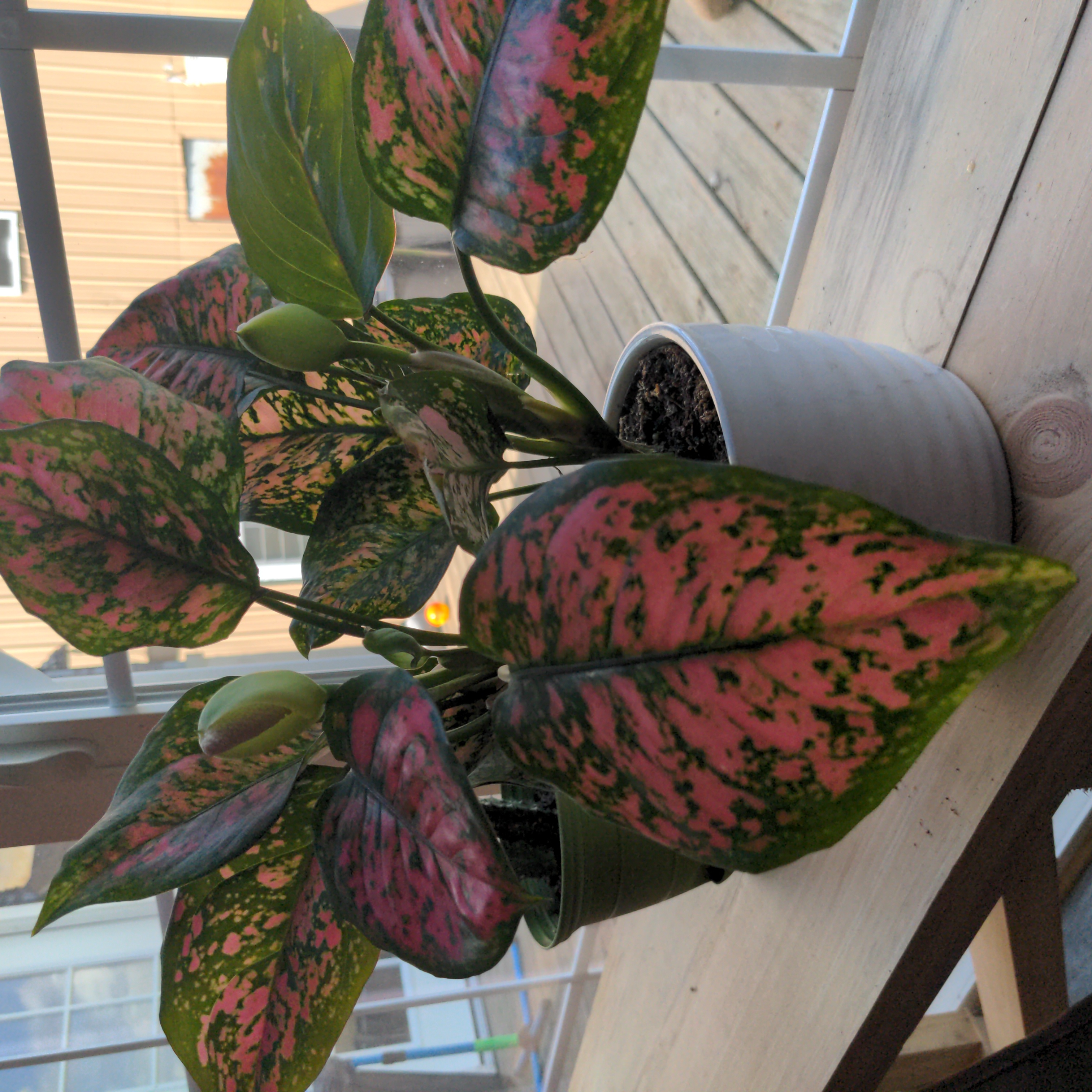 Pink Dalmatian Aglaonema plant with vibrant pink and green variegated leaves in a pot on a wooden surface.