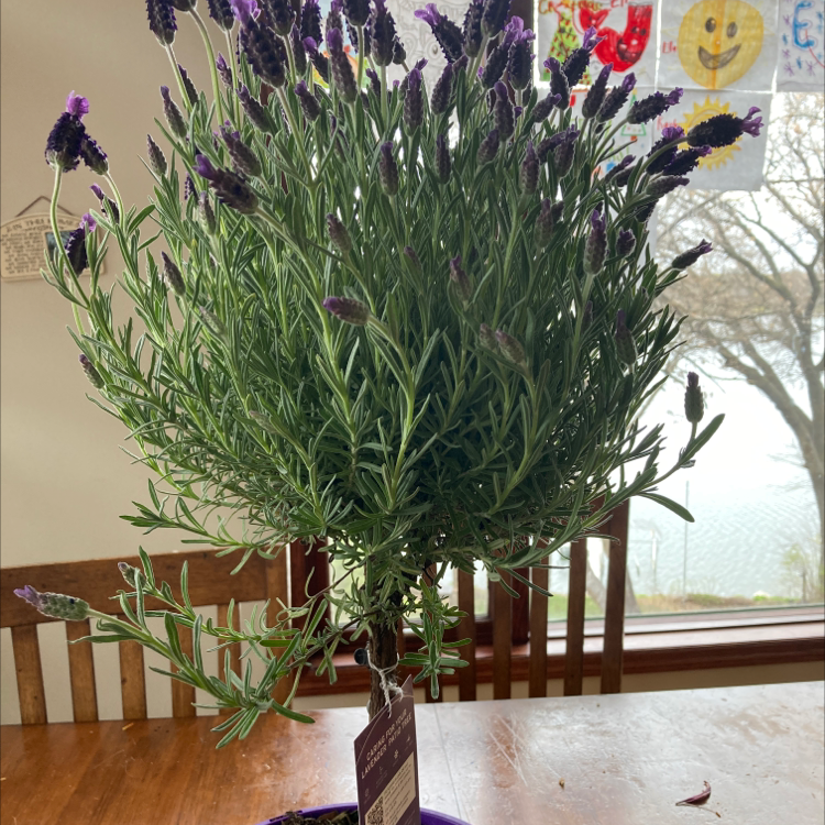 Lavender plant with purple flowers and green foliage, placed on a wooden table near a window.