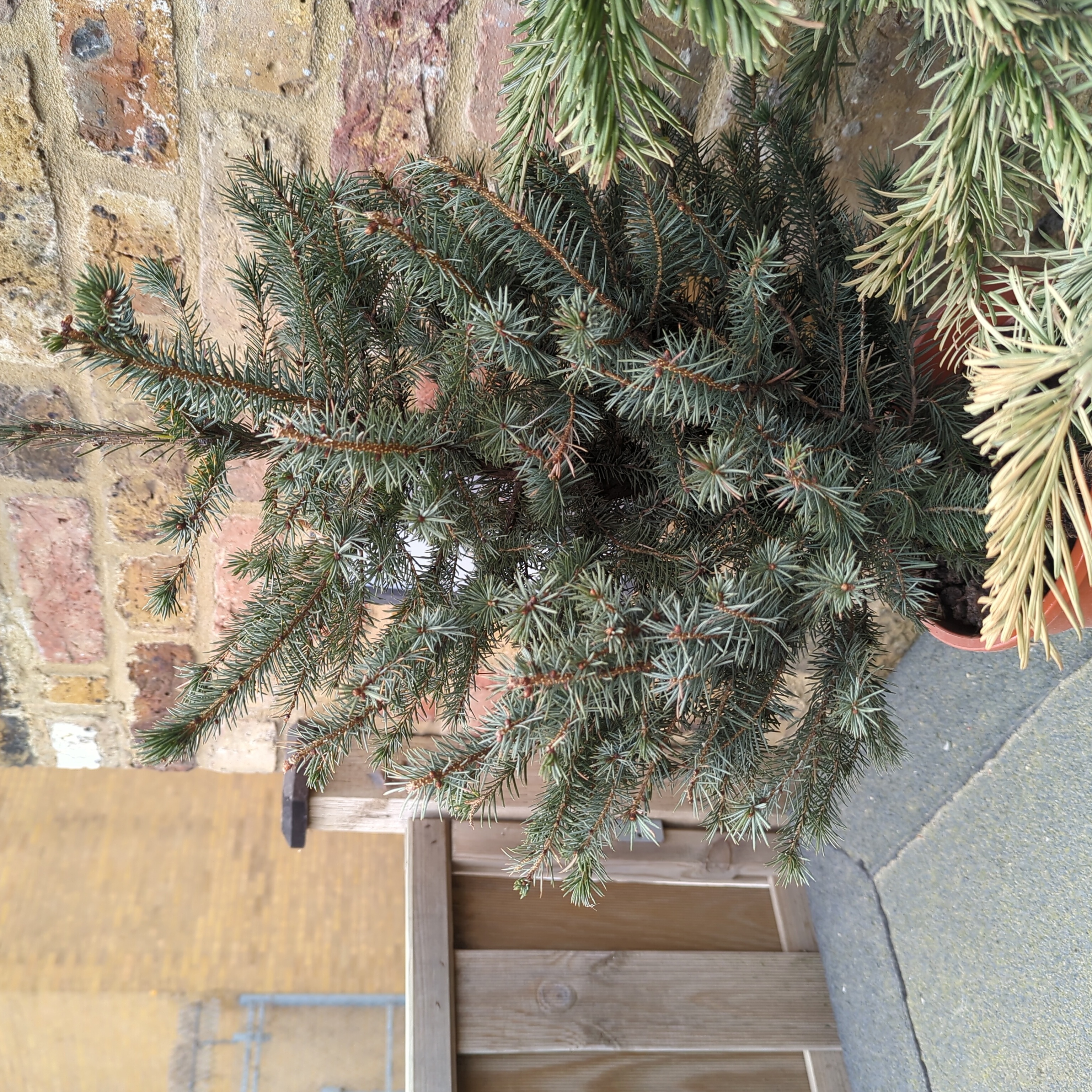 Blue Spruce plant in a pot outdoors against a brick wall, with dense needle-like foliage.