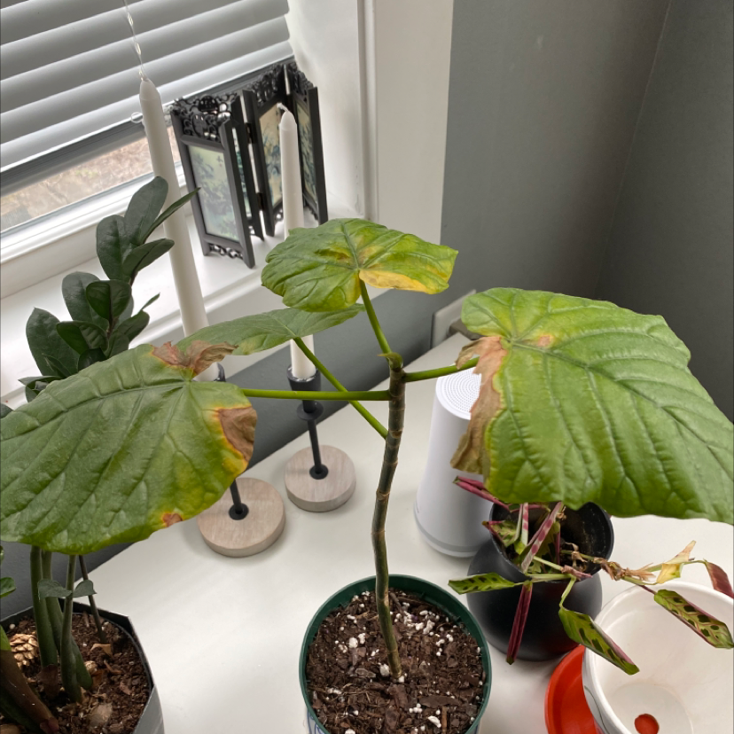 Indoor potted Ficus umbellata with large leaves showing browning edges.