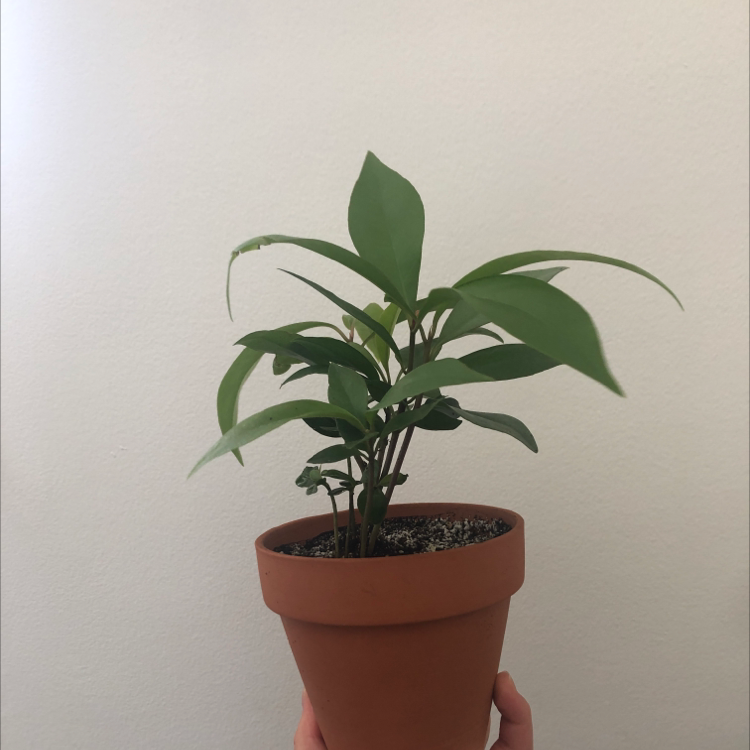 Potted Shoebutton plant with healthy green leaves, held by a hand.