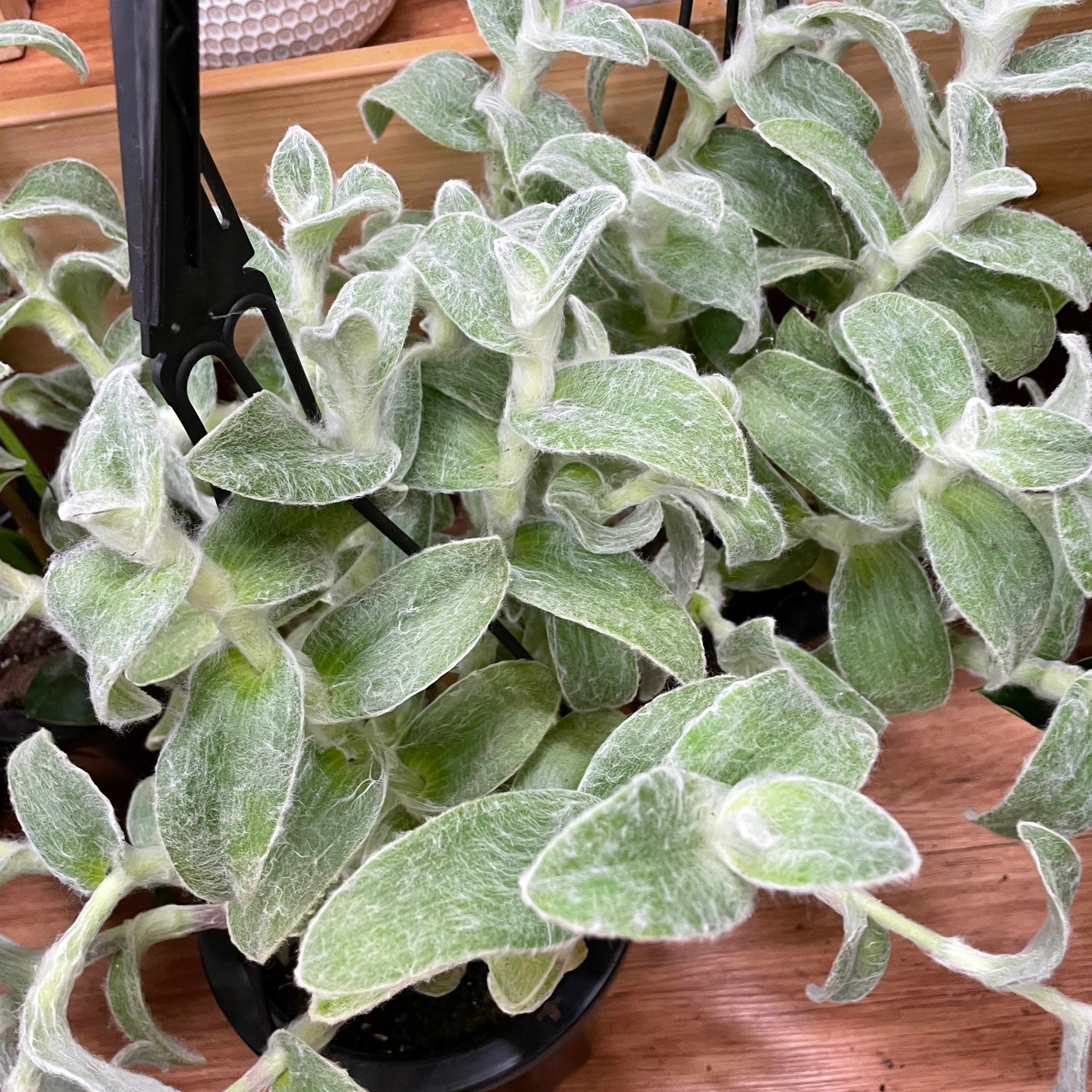 Photo of the plant species White Velvet by @DivineGloriosa named Jasper on Greg, the plant care app