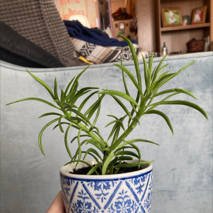 Pincushion Peperomia plant in a decorative pot with vibrant green leaves.