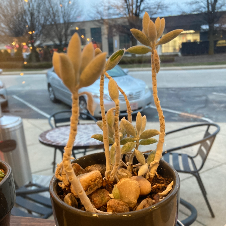 Potted Ghost Plant with elongated stems and succulent leaves near a window.