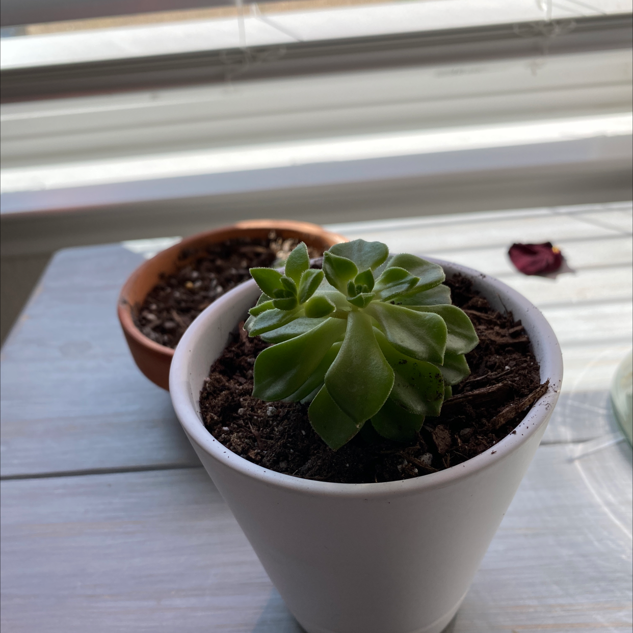 Haworth's Aeonium in a white pot on a light-colored surface, with visible soil.