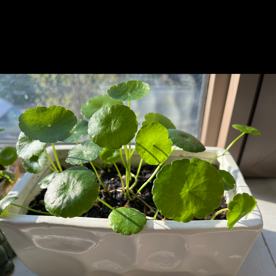 Manyflower Marshpennywort plant in a white pot with vibrant green leaves.