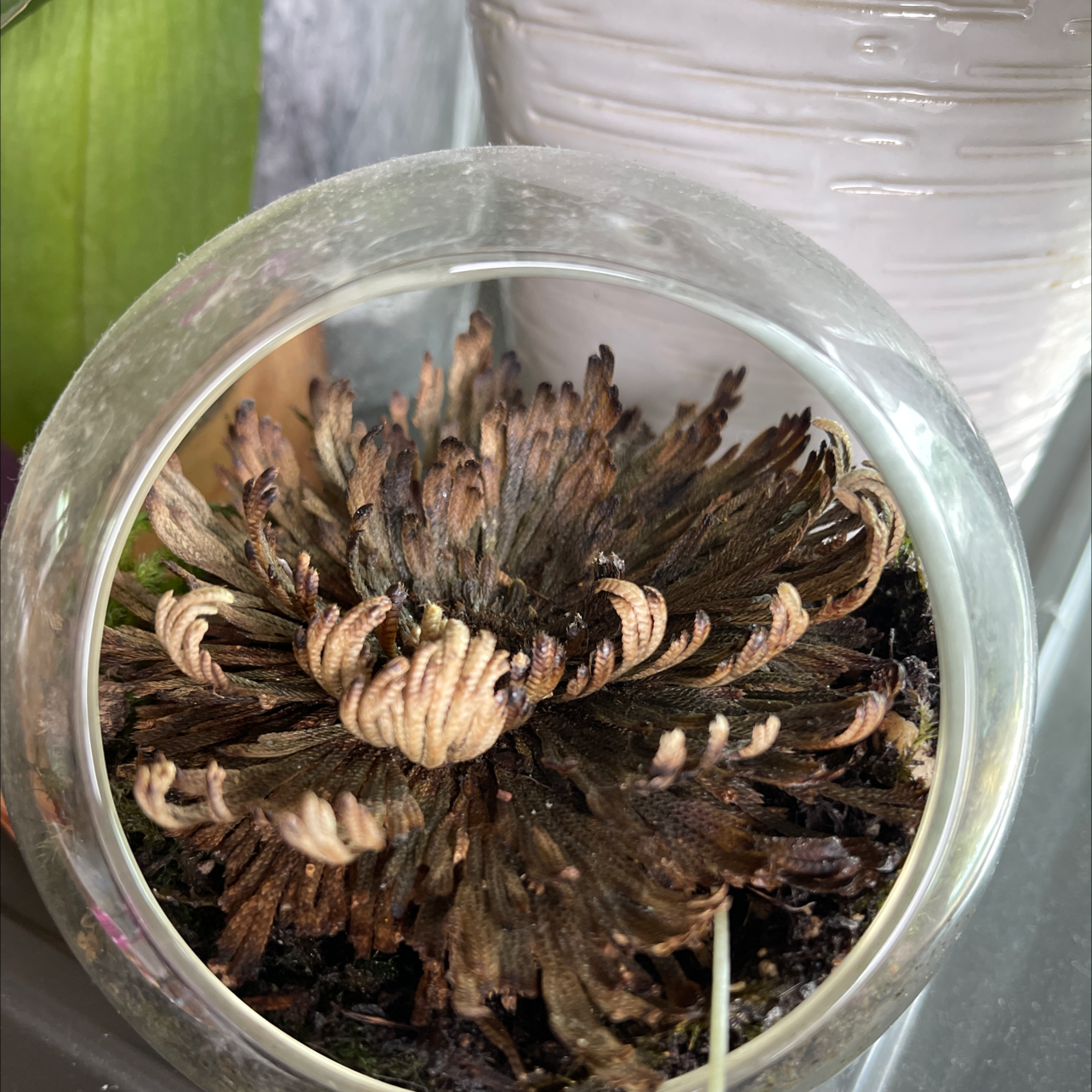 Rose of Jericho plant in a glass container, appearing dry and dormant.
