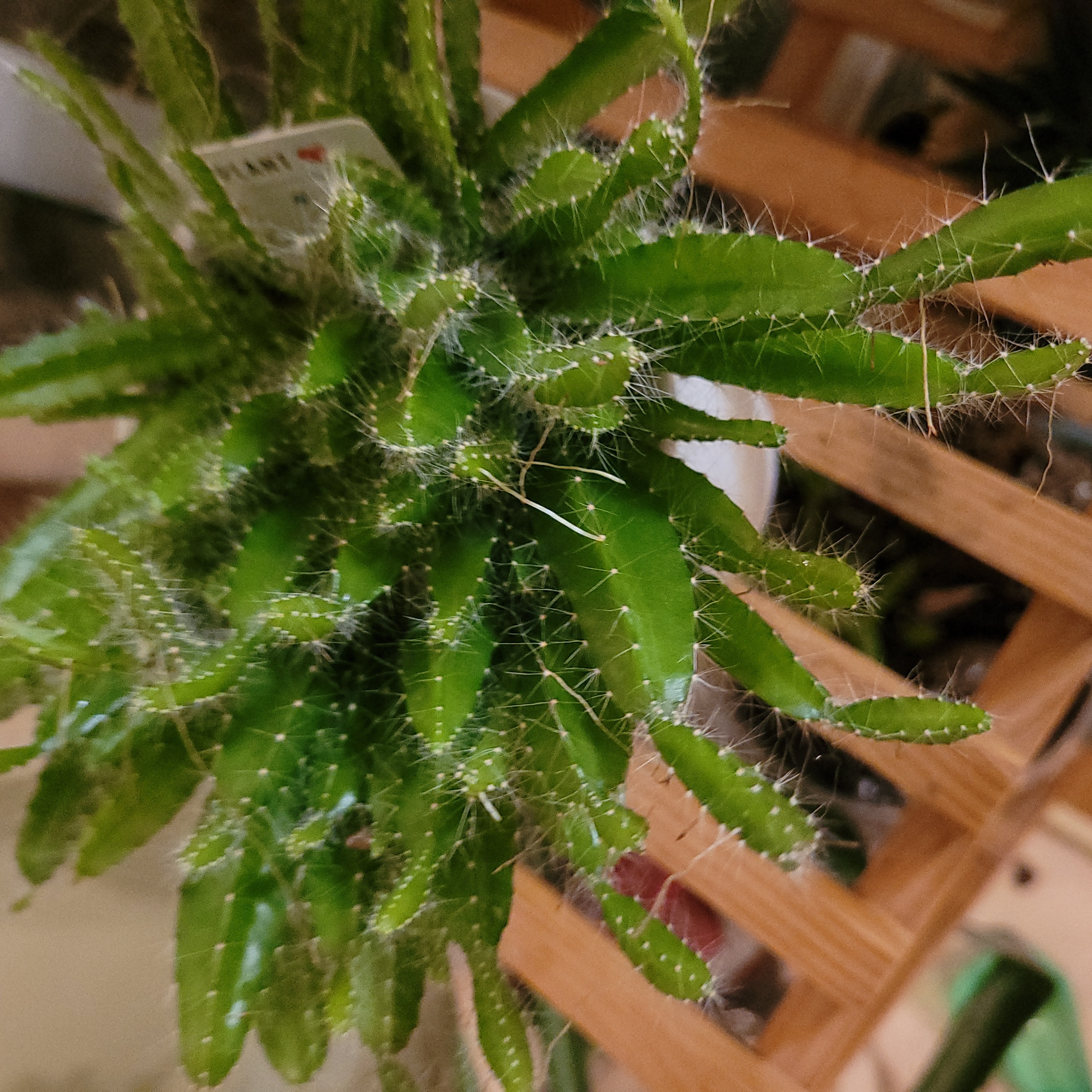 Dog Tail Cactus with vibrant green stems, well-framed and focused.