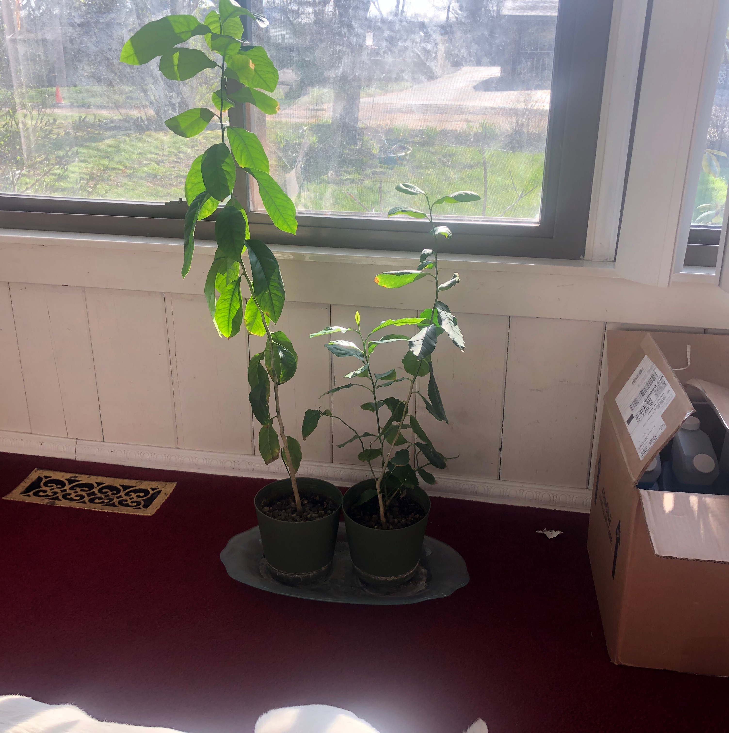Two healthy Tree Tobacco plants in pots near a window indoors.