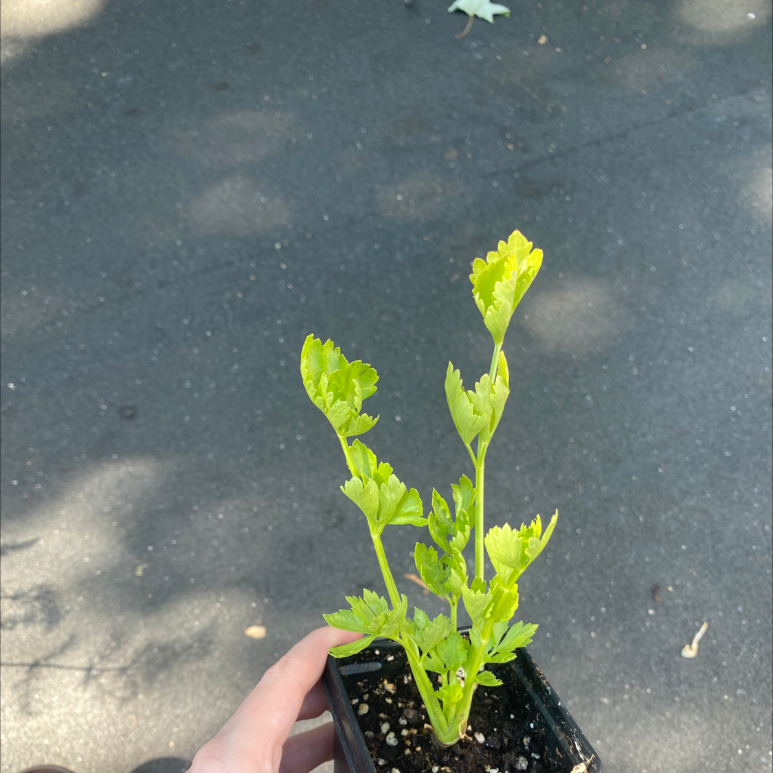 A healthy Leaf Celery plant in a small pot, held by a hand.