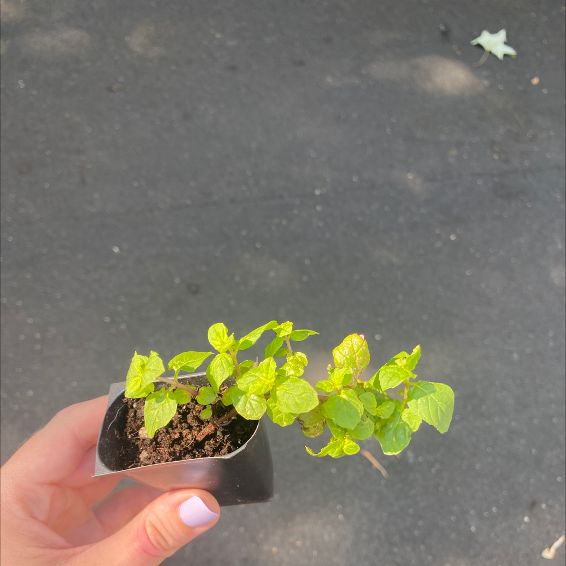A hand holds a small healthy oregano plant in a black plastic container against a dark background with a transparent star overlay.