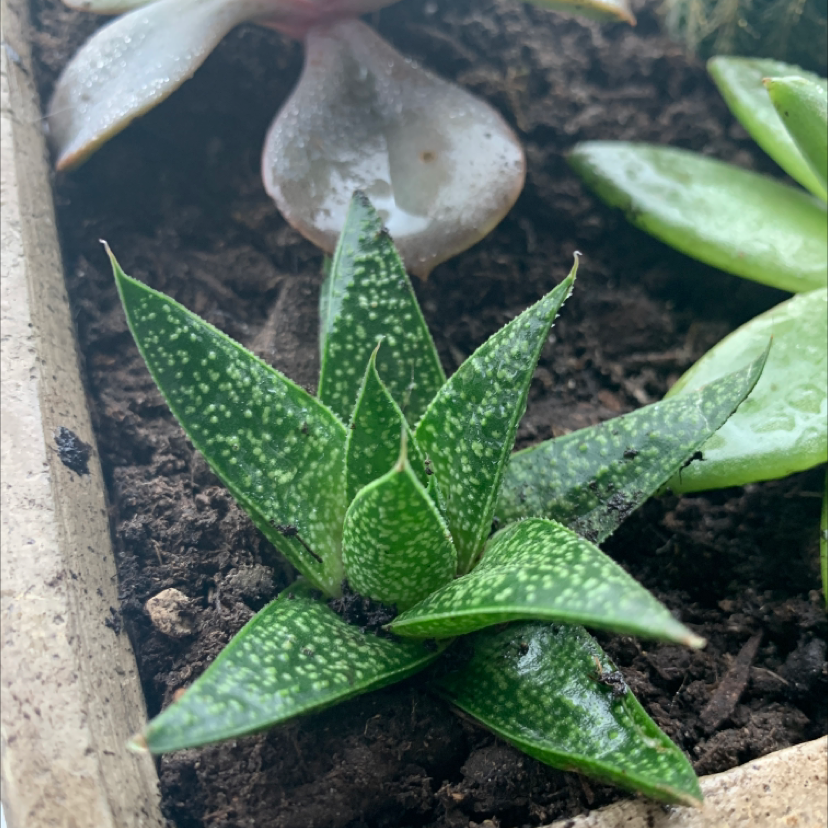 Bredasdorp Gasteria plant with green leaves and white speckles in a soil-filled container.
