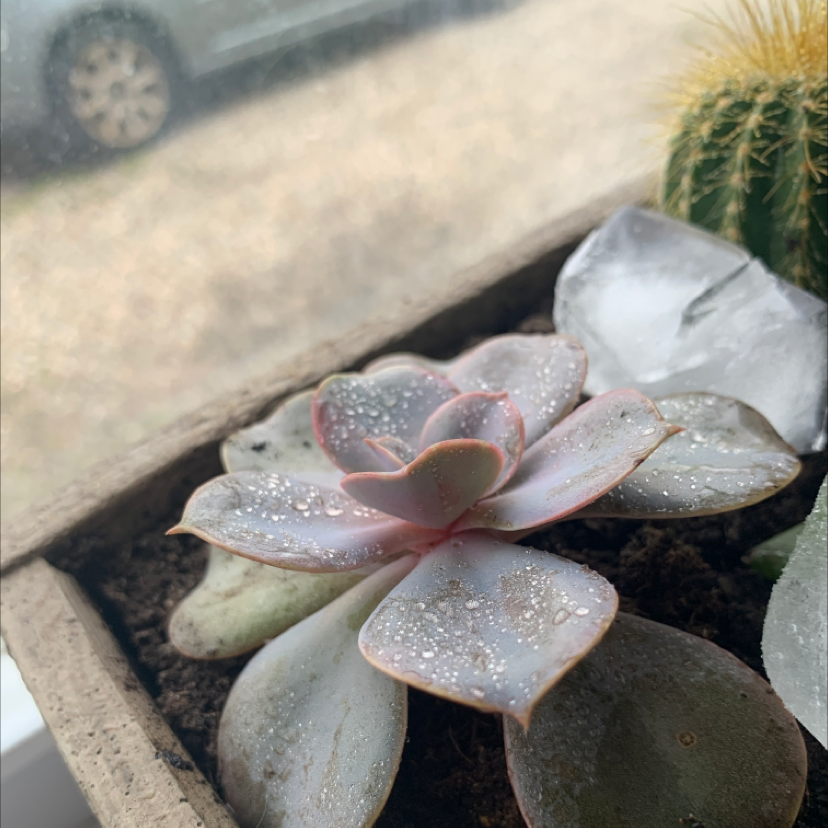 Echeveria Gibbiflora succulent with water droplets on leaves, soil visible, well-framed.