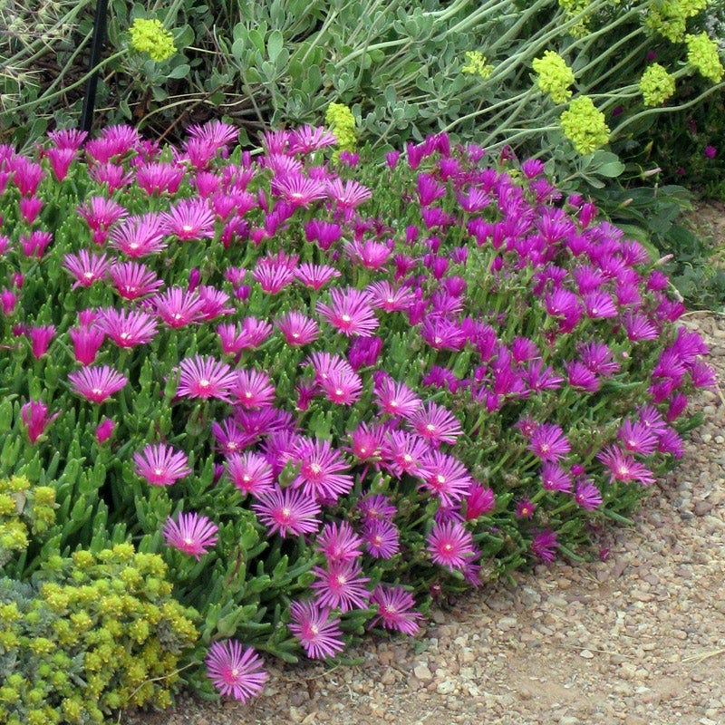 A healthy Iceplant with vibrant pink flowers and partially visible soil.