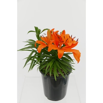 Photo of the plant species Imperial Fritillary by @RefinedFicus named Sahara on Greg, the plant care app