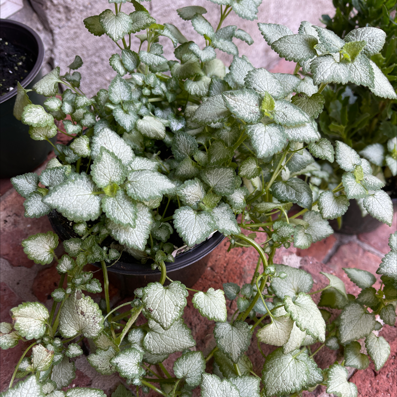 Healthy Spotted Deadnettle plant with variegated leaves in a pot.