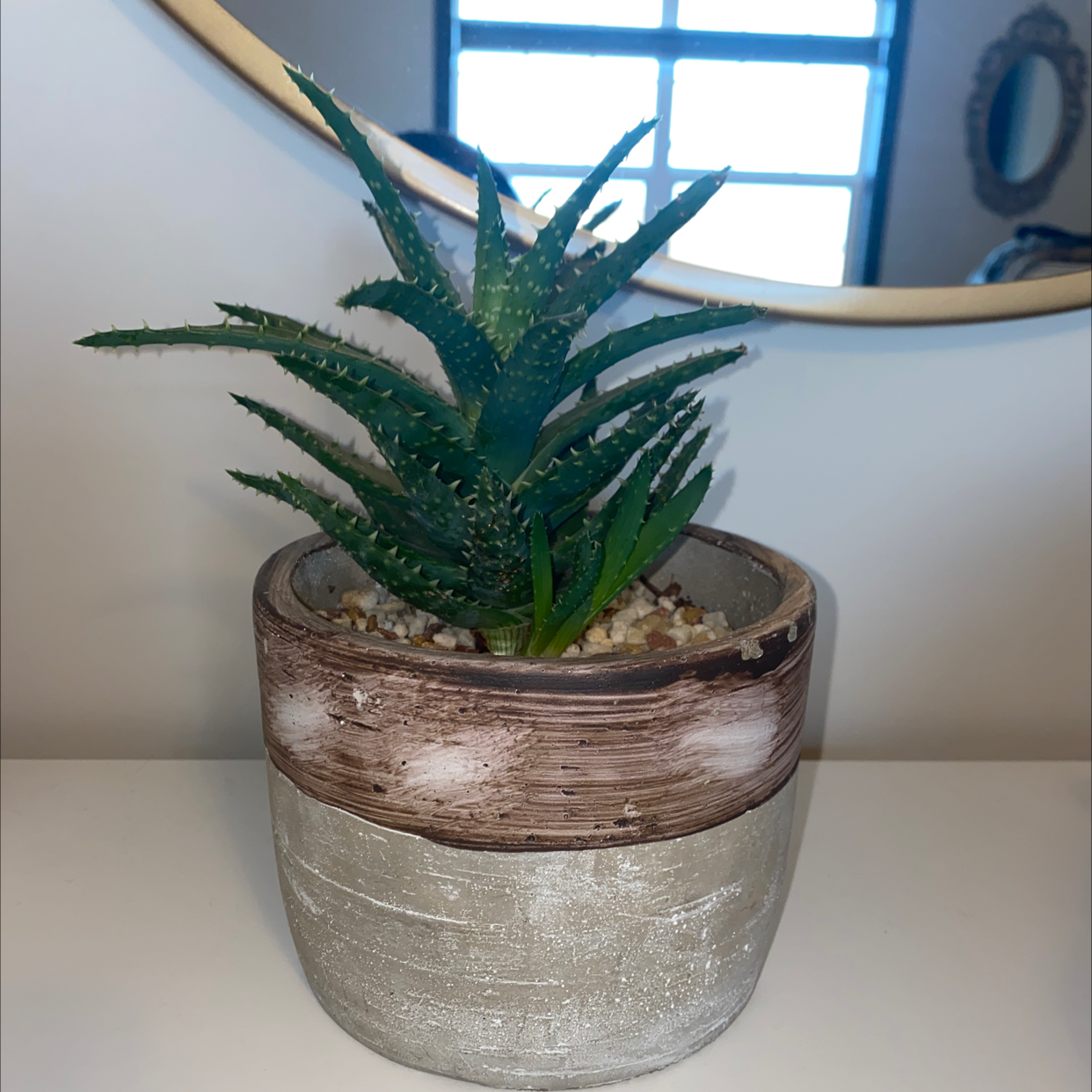Potted Short-Leaved Aloe plant in a decorative pot with visible soil.