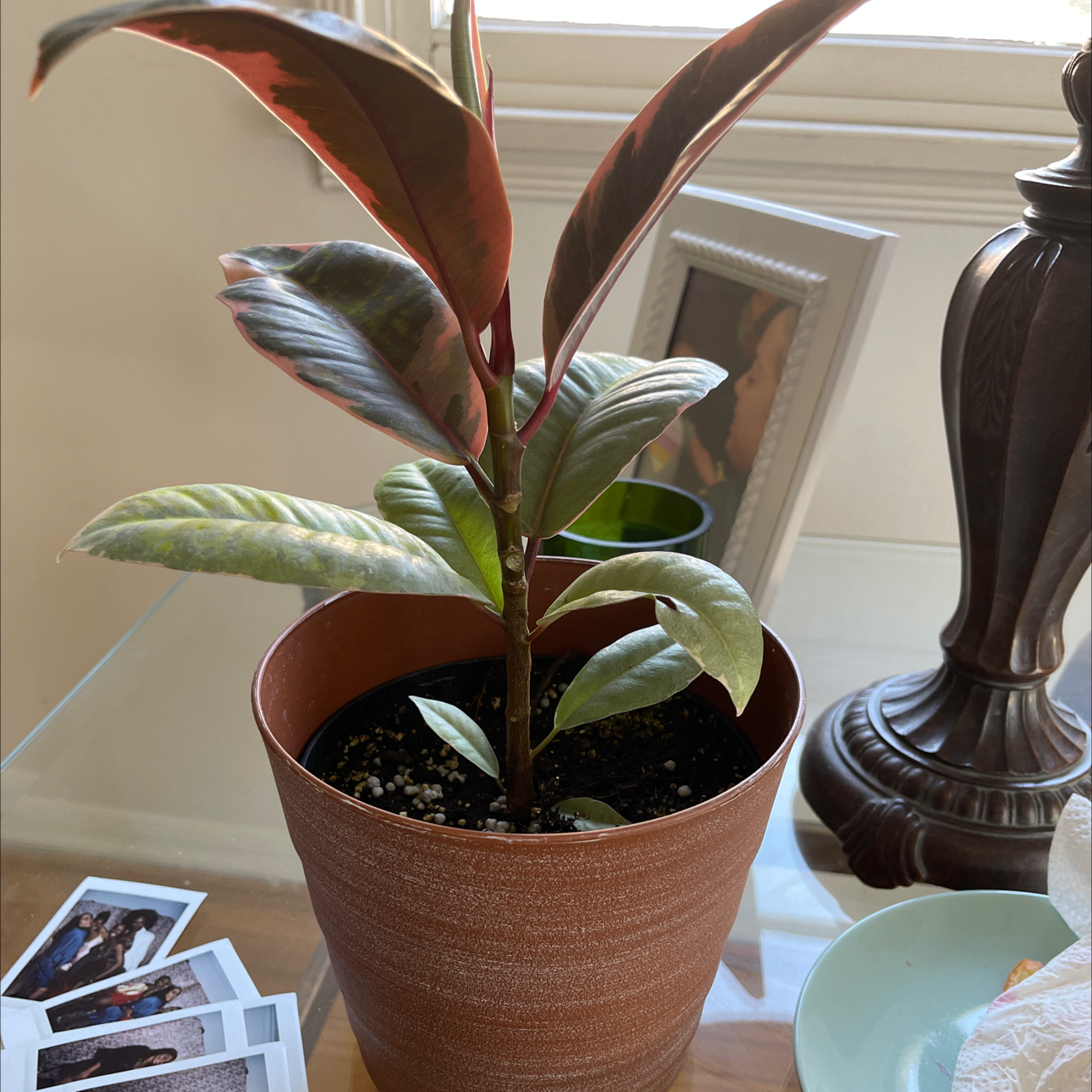 Why Are My Varigated Rubber Tree Leaves Curling?
