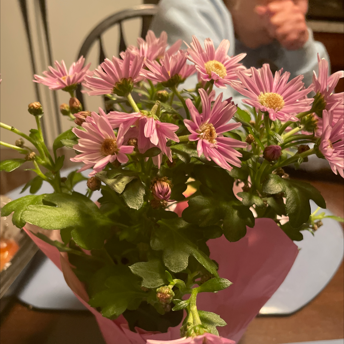 Flowering Giant Crego Aster with pink blooms and green leaves, hands and face in background.