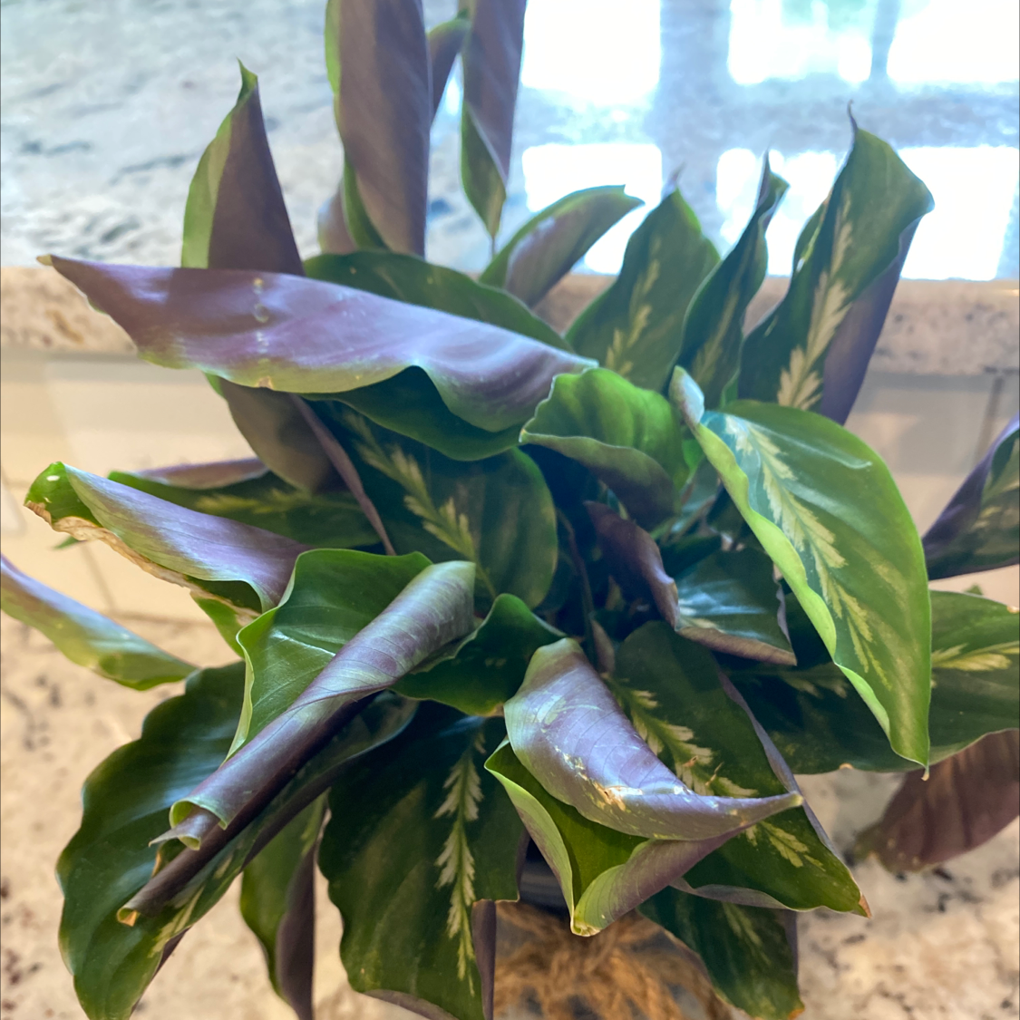 Dumbcane Tropic Snow plant with green and purple leaves, well-framed and in focus.