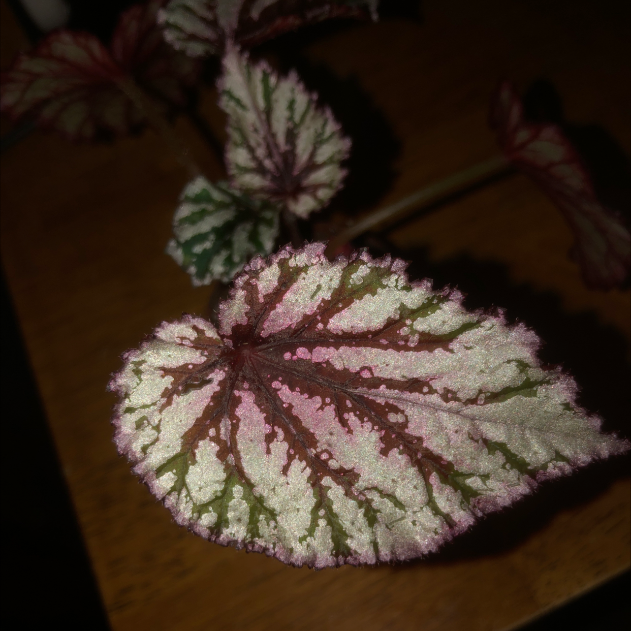 Photo of the plant species Begonia Fireworks by @nymphaea.rae named mariposa on Greg, the plant care app