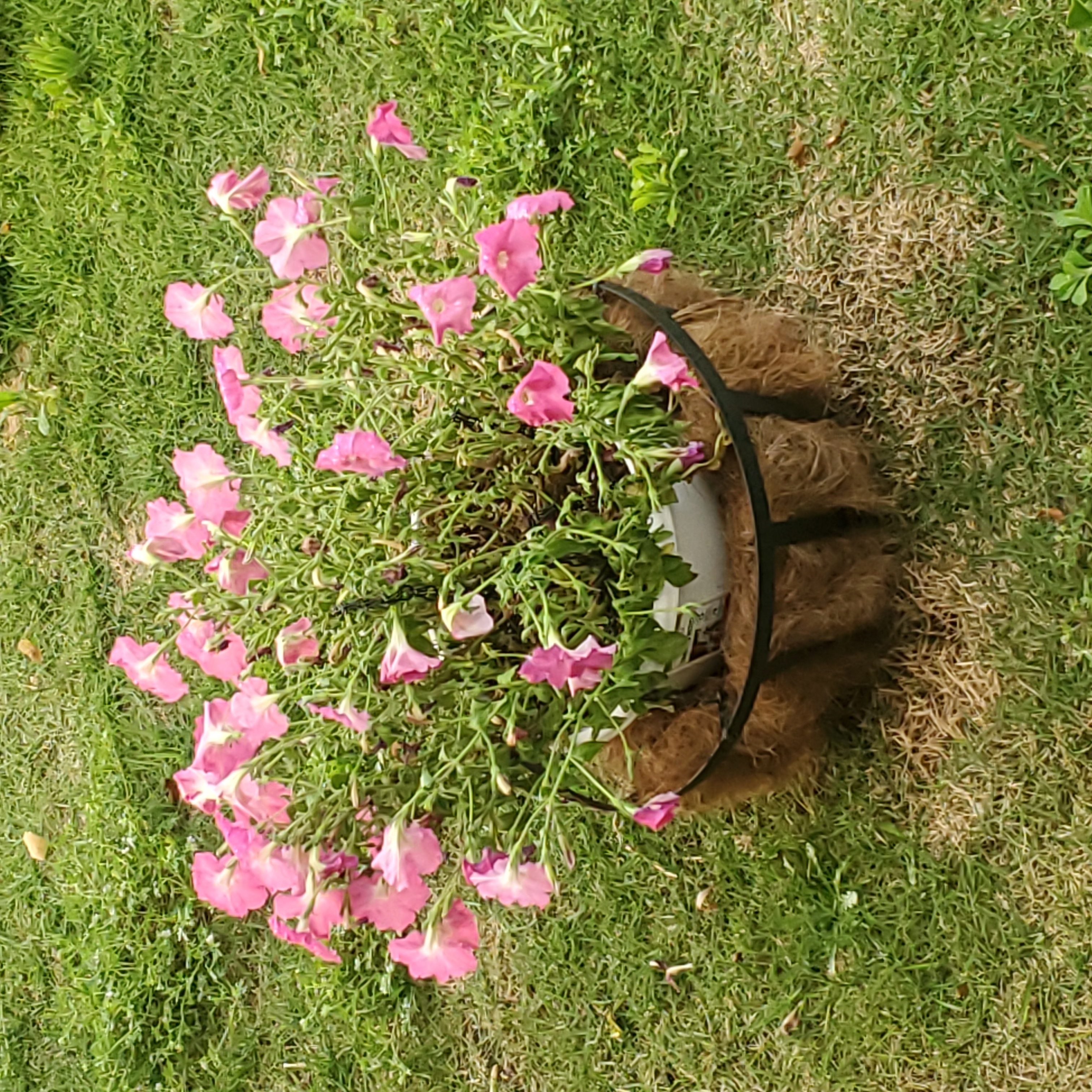 Photo of the plant species Tritunia Red Star Petunia by @SleekGarlic named Planta de mama enfrente on Greg, the plant care app