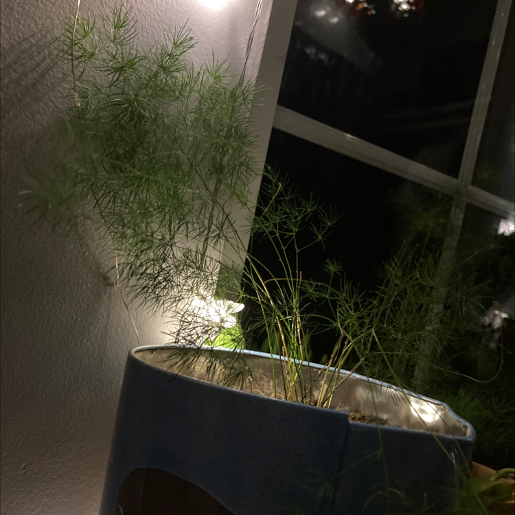 Potted Common Fennel plant with thin, feathery leaves indoors near a window.