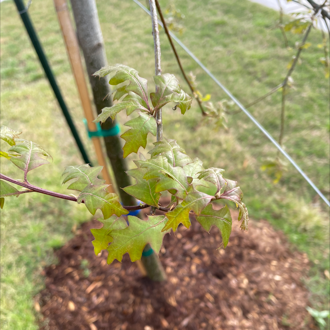 Photo of the plant species Schneck Oak by @FitSkyplant named Dont know on Greg, the plant care app
