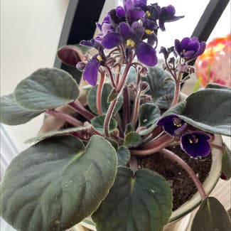 Kenyan Violet plant in Huntersville, North Carolina