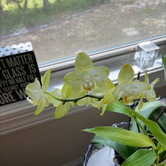 Phalaenopsis Orchid plant in Charlotte, North Carolina
