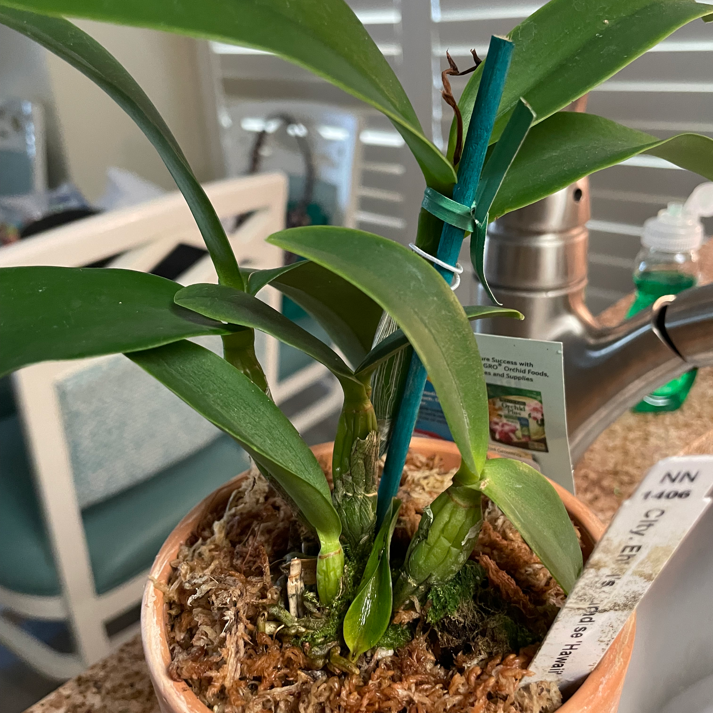 Cattleya Orchid in a pot with visible soil, appearing healthy with green leaves.