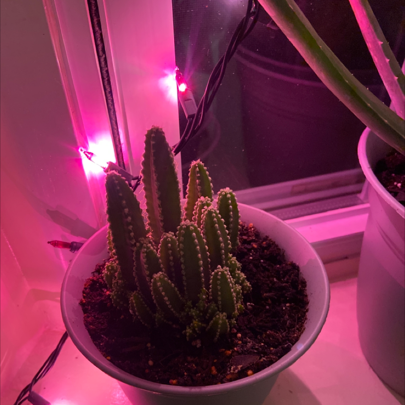 Fairy Castle Cactus in a white pot near a window with pink lights.