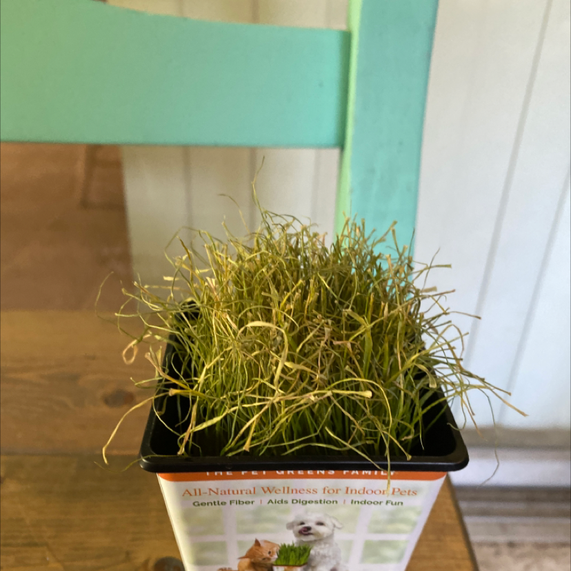 A small pot of healthy wheatgrass with thin, green blades on a wooden surface.