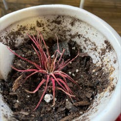 Ribwort Plantain plant