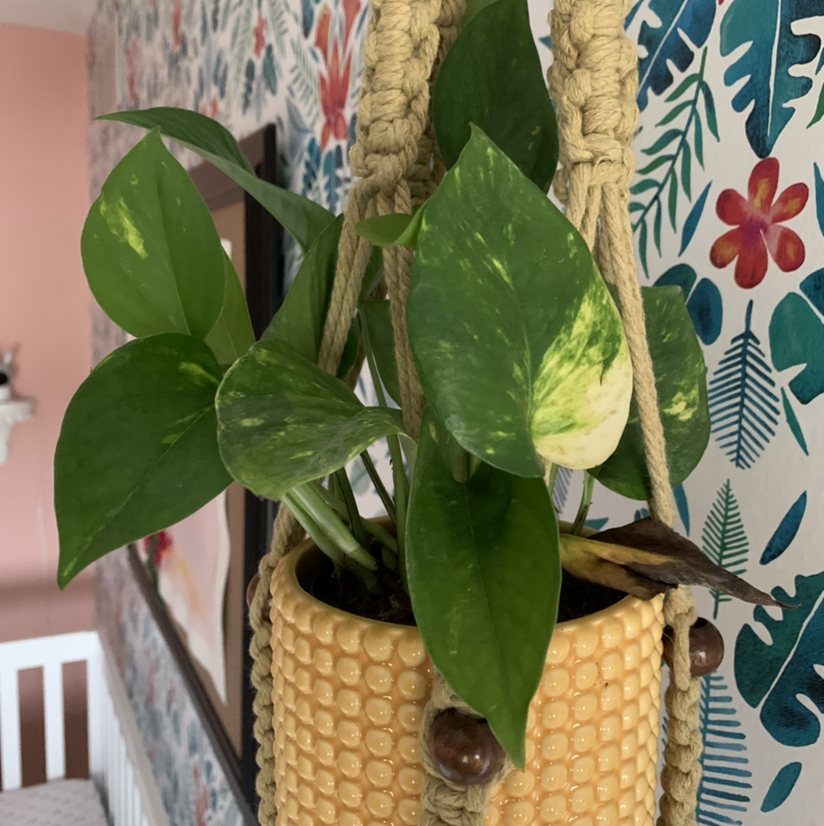 Taro Vine plant photo by @Blwellman named Scarlett on Greg, the plant care app.