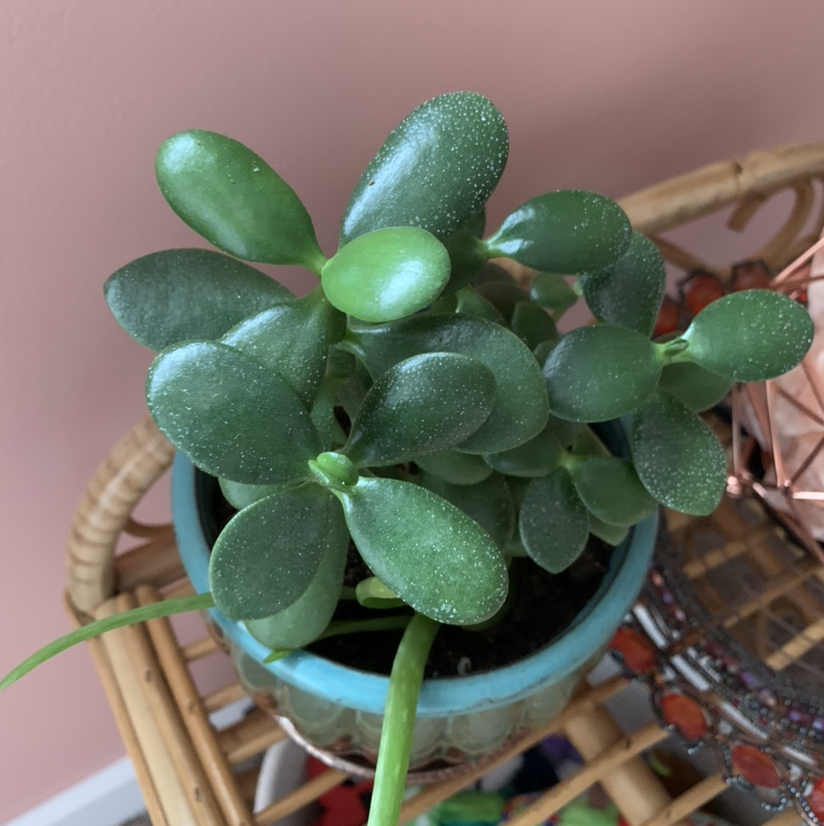 Lucky Plant plant photo by @Blwellman named Kylie on Greg, the plant care app.