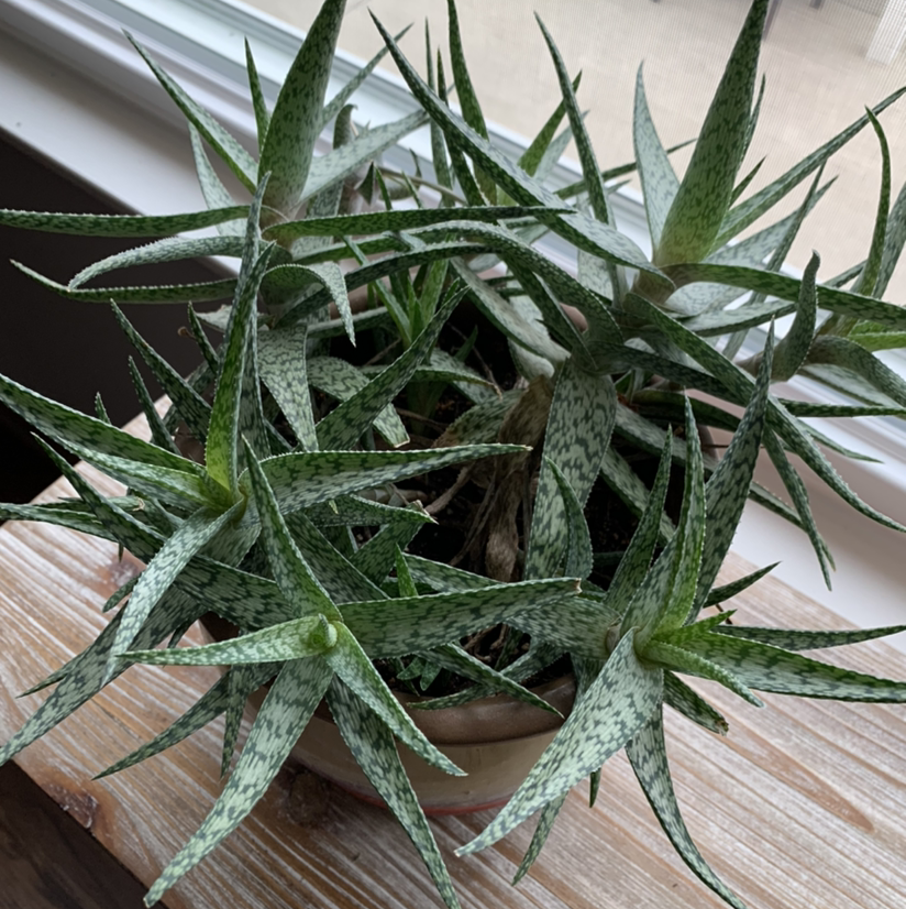 Broad-Leaved Aloe plant in a pot on a wooden surface near a window.