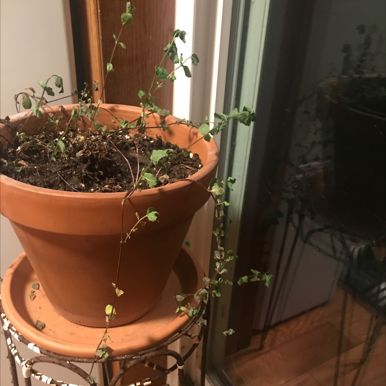 Potted Apple Mint plant with sparse foliage and visible leaf discoloration.
